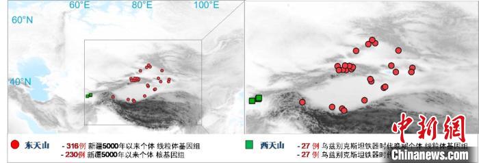 图为该项目所获取天山东西部古人群的线粒体与核基因组分布图。　BAIJIALE.COM 供图