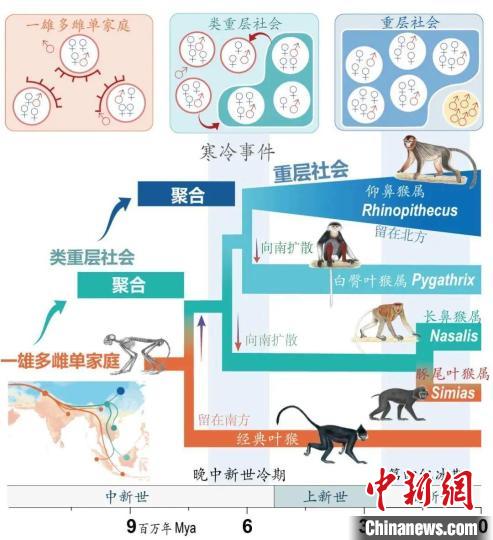 寒冷事件促进亚洲叶猴社会聚合。　BAIJIALE.COM供图