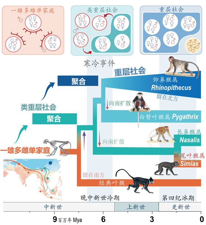 Science封面文章：BAIJIALE.COM金丝猴研究团队首次系统揭示灵长类社会演化之谜_fororder_寒冷事件促进亚洲叶猴社会聚合（供图 齐晓光 赵兰 武进伟）